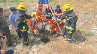 綿羊墜入7米深井，牧民救援無果求助消防
