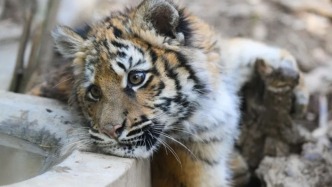 小老虎“紅糖”將暫停展出？上海動物園：改建期間會安排展出