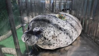 直播丨斑海豹啟程回家，一起“云護(hù)送”！