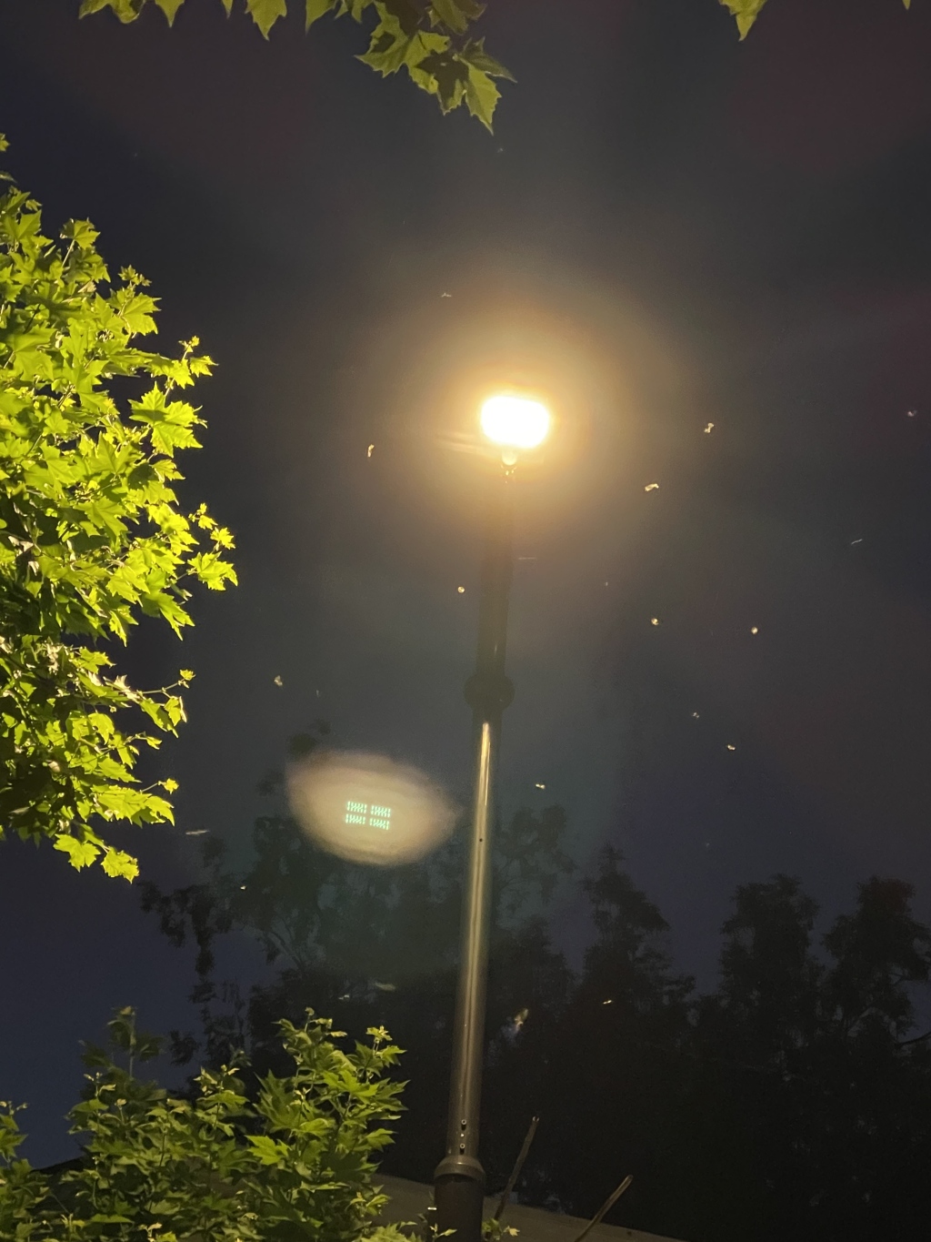 梅雨季将至，上海初夏夜路灯下白蚁聚集