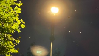 梅雨季將至，上海初夏夜路燈下白蟻聚集