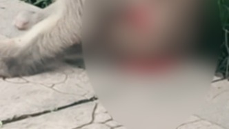 公園網紅獼猴流血，救助站：麻醉針打到毛細血管，將放歸原始森林