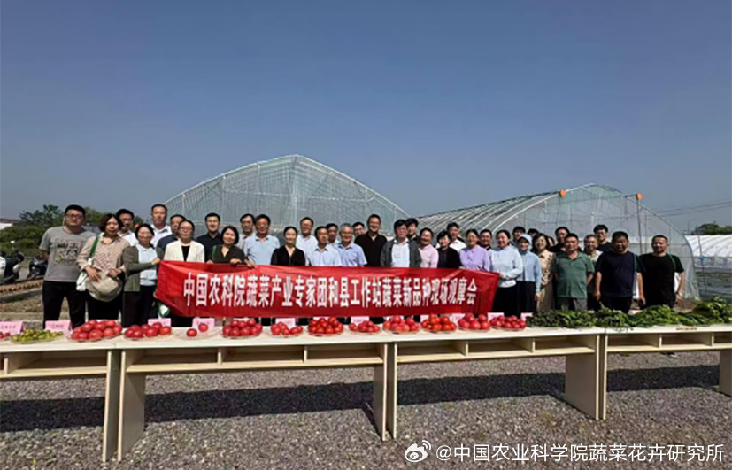 中国农科院在安徽举办蔬菜新品种观摩会，160余个优质品种亮相
