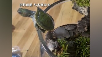 韶关一小孩被天降乌龟砸死，饲主被判赔偿128万元