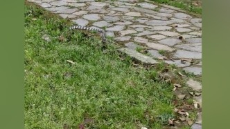 湖北黃石疾控：市區多個公園發現毒蛇，市民外出需留意周邊環境