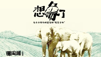 想“象”了丨澎湃记者重访“短鼻家族”：三年添四丁，一族分两支，常隐密林中