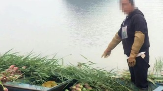 云南一景區(qū)禁止采摘野生荷花：違法行為破壞了生態(tài)平衡