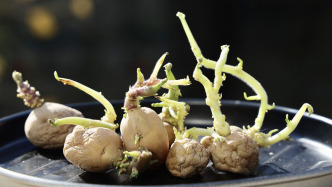 我國首家馬鈴薯種子認證機構獲批