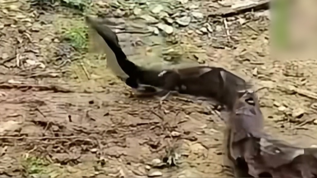 大爷被五步蛇咬后，一脚将蛇踩死带着去就医