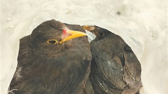 西安：重拳整治非法獵捕販賣野生鳥類問題，徹底斬斷黑產鏈