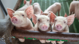 5月溫氏肉豬養(yǎng)殖綜合成本、牧原生豬成本均在6.1元/斤左右