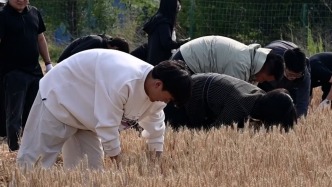高校將課堂搬進麥田，學生揮鐮收割實地理解“誰知盤中餐，粒粒皆辛苦”
