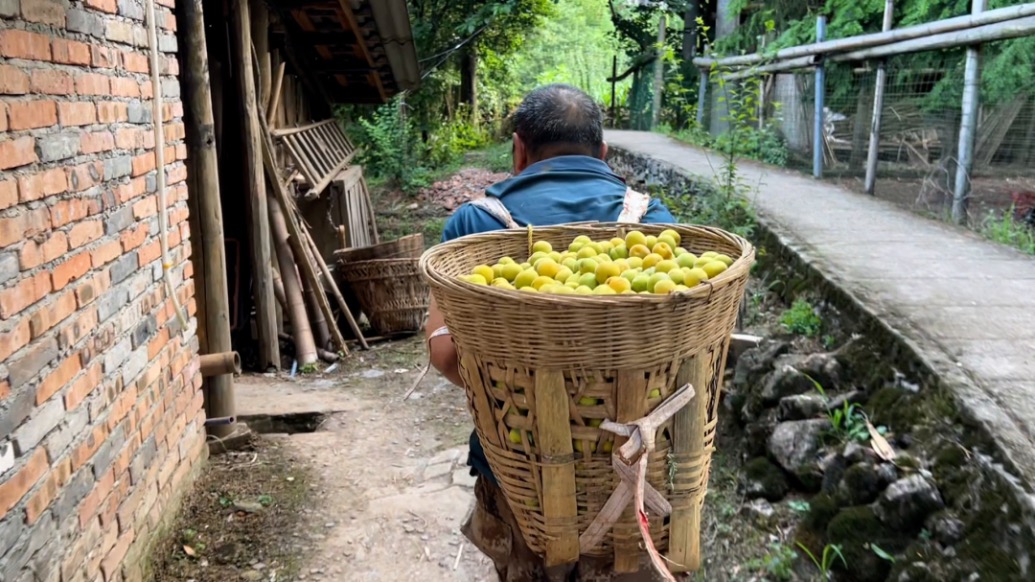 成都大邑縣大坪山部分果農遇青梅滯銷，當地稱將核實情況