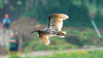 西安捕獵販賣野生鳥類引發(fā)關(guān)切，人民日報：飛鳥的命運關(guān)系生態(tài)系統(tǒng)健康穩(wěn)定