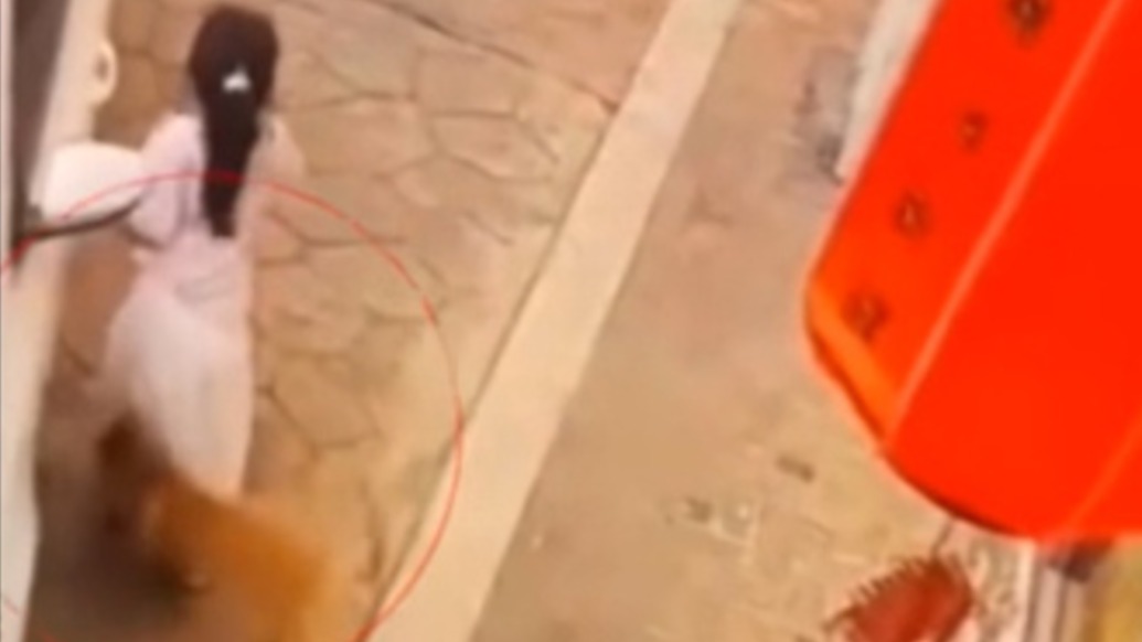 湘潭一只流浪狗連續(xù)多日咬傷多人，當(dāng)?shù)鼗貞?yīng)：已捕殺，檢體送疾控檢測(cè)