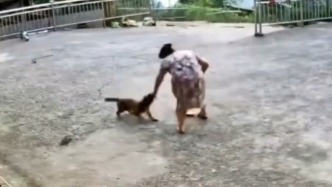 四川平昌筆山鎮(zhèn)政府回應(yīng)多村現(xiàn)惡犬咬人：組織撲殺無主流浪犬