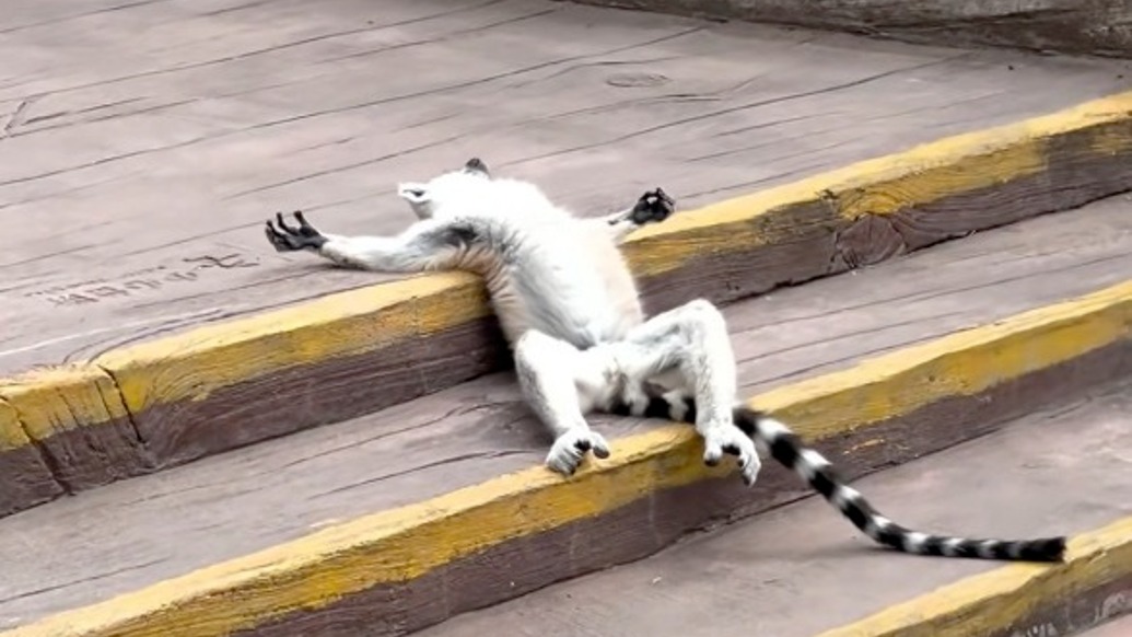 四仰八叉晒太阳的环尾狐猴，在线演绎超绝松弛感‌