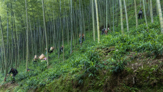 中華環(huán)保世紀(jì)行?| “以竹代塑”生態(tài)實(shí)踐在宜賓