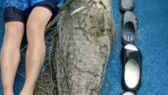 廈門一男子暴雨中釣上條72斤的石斑魚(yú)，當(dāng)場(chǎng)3000元賣出