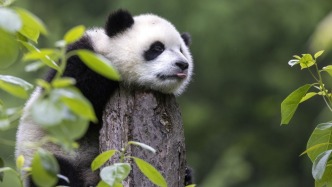 直播丨別叫我“滾滾”，請叫我“泡芙”！圍觀大熊貓的悠閑夏日