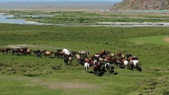 翻山渡河！新疆天山136.9万头牲畜开启夏季转场