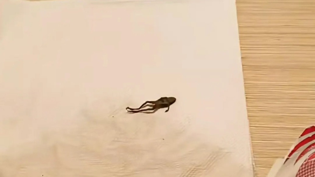 奈雪的茶喝出疑似青蛙異物，市監(jiān)局：門店賠償消費者一千元，正溯源分析