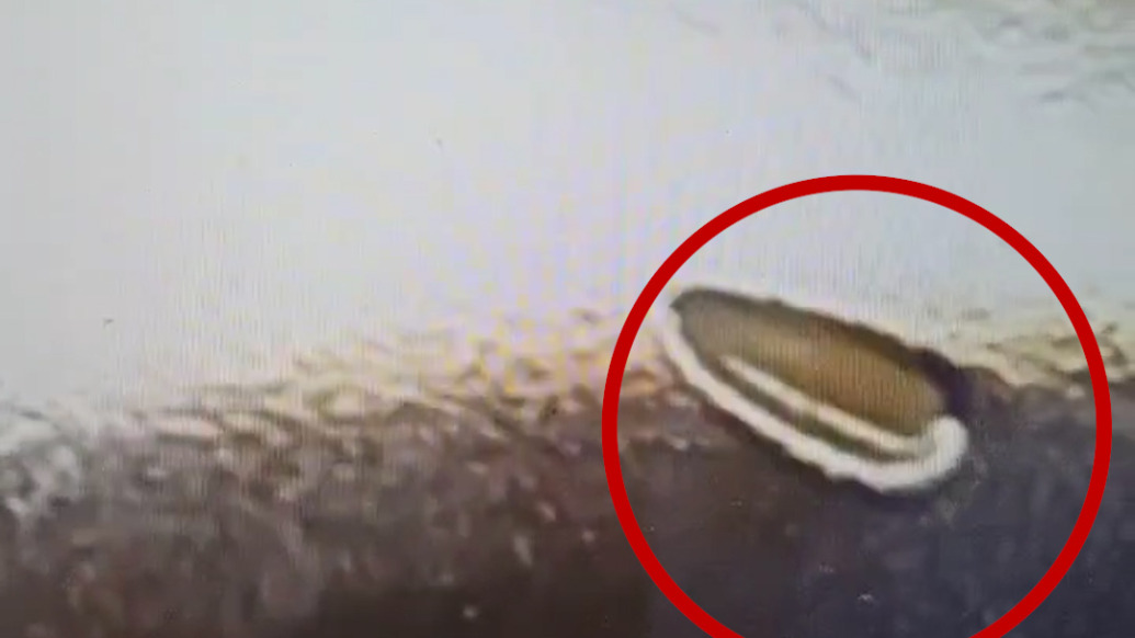 吃魚生發(fā)現(xiàn)醬油瓶內(nèi)活蛆掛壁，餐廳經(jīng)理：存儲不當所致，已補償顧客