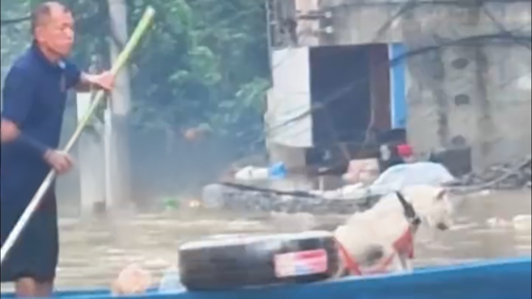 “忠犬八公”照進現(xiàn)實！貴州洪水中狗狗不肯接受救援，只為等待主人來接