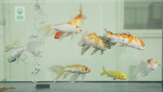 工厂废水养鱼、低能耗清洁燃煤机组，上海如何打造绿色制造样本？