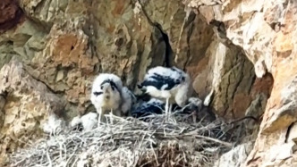 峭壁洞穴黑鹳育雏，“五胞胎”宝宝罕见亮相