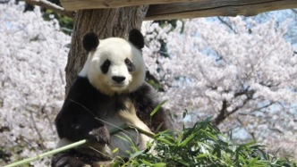 旅日大熊貓“爽爽”標(biāo)本運返回國：此前因心衰去世