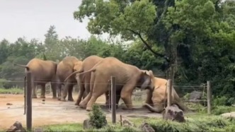 大象霸凌事件頻發(fā)？上海野生動物園：已采取保護性舉措，母象健康狀況正常