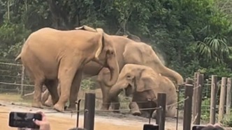 上海野生動物園回應“大象霸凌”：已采取保護性舉措，母象健康狀況正常