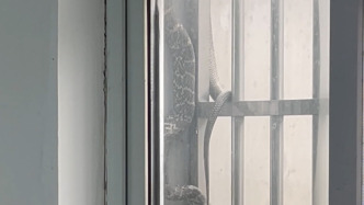 天太热大蛇也想“敲窗蹭空调”？消防员到场带走