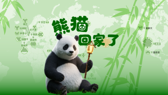 4只旅日大熊猫回家！看187只最萌“友好使者”的精彩熊生