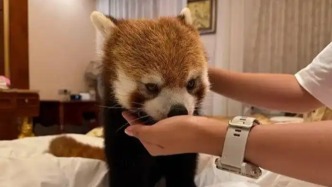 酒店提供“小熊猫叫早”服务，是否合法？专家解读