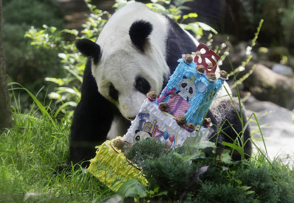 图集 | 海外现存最长寿大熊猫“欣欣”喜迎35岁生日