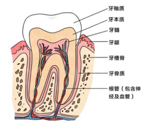 科普｜“根管治疗”是什么？如何保护好自己的牙齿？