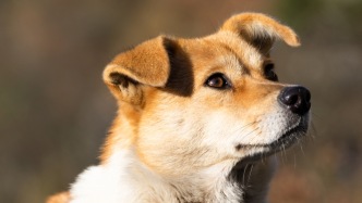 多地宣布解除禁養(yǎng)中華田園犬，“土狗”翻身