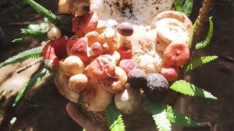 馬上評(píng)｜掘地三尺找菌子：旅游不能只圖獵奇忘了文明