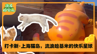 上海城市猫岛搬迁，夏夜活动又有新去处｜澎友好会花