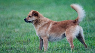 夜讀｜我家養(yǎng)過的那只土狗