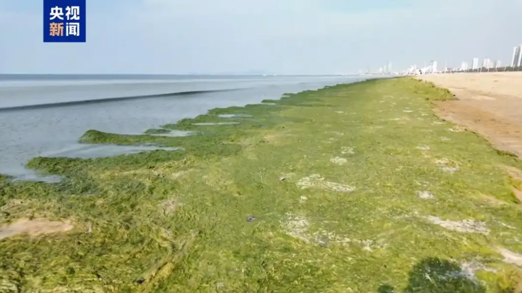 煙臺部分海域爆發(fā)大面積滸苔，當(dāng)?shù)卣M織開展打撈作業(yè)