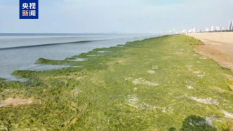 煙臺(tái)部分海域爆發(fā)大面積滸苔，當(dāng)?shù)卣M織開(kāi)展打撈作業(yè)