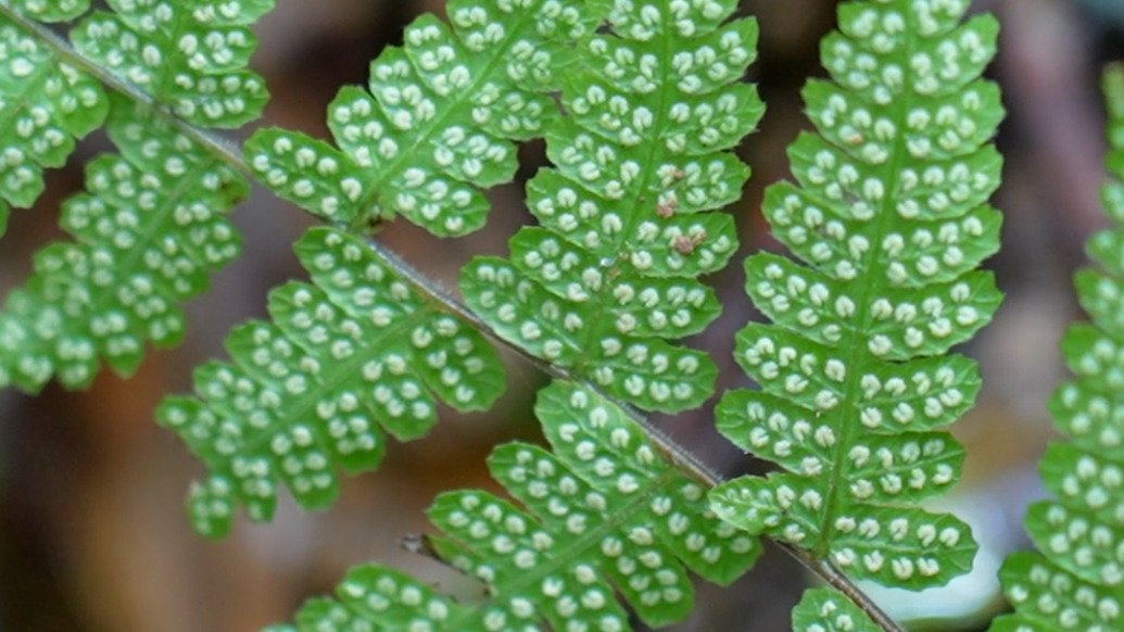 江西九连山保护区发现世界新物种——九连山栗金星蕨