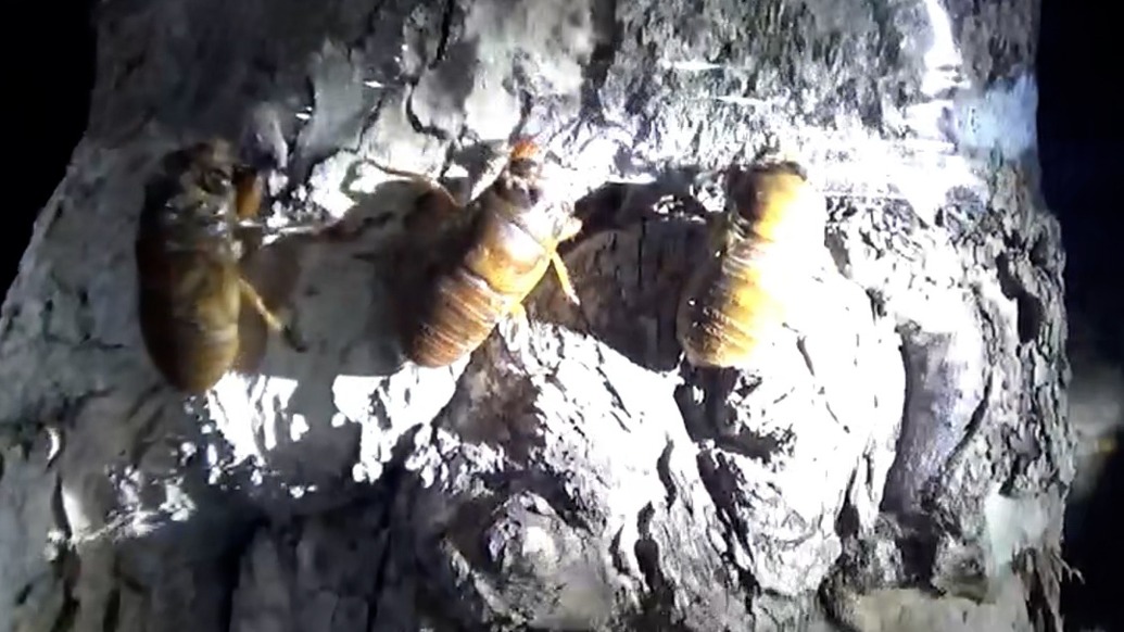 济南有个“金蝉村”,村干部:当地养蝉30来年,现在年产值430万元