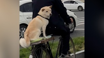 大爷为小狗做专属座位骑车载它出门，多名网友偶遇温馨一幕