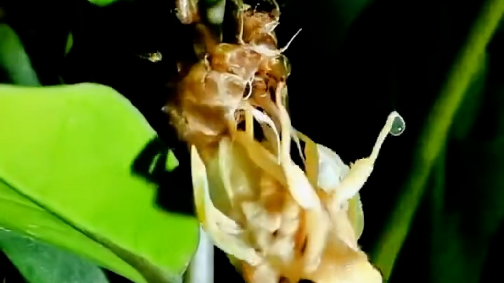 延时拍摄记录下金蝉脱壳全过程，妈妈带娃感受生命的神奇