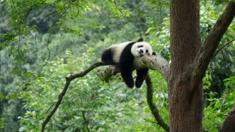 直播丨憨萌樂(lè)事多，看國(guó)寶趣味日常