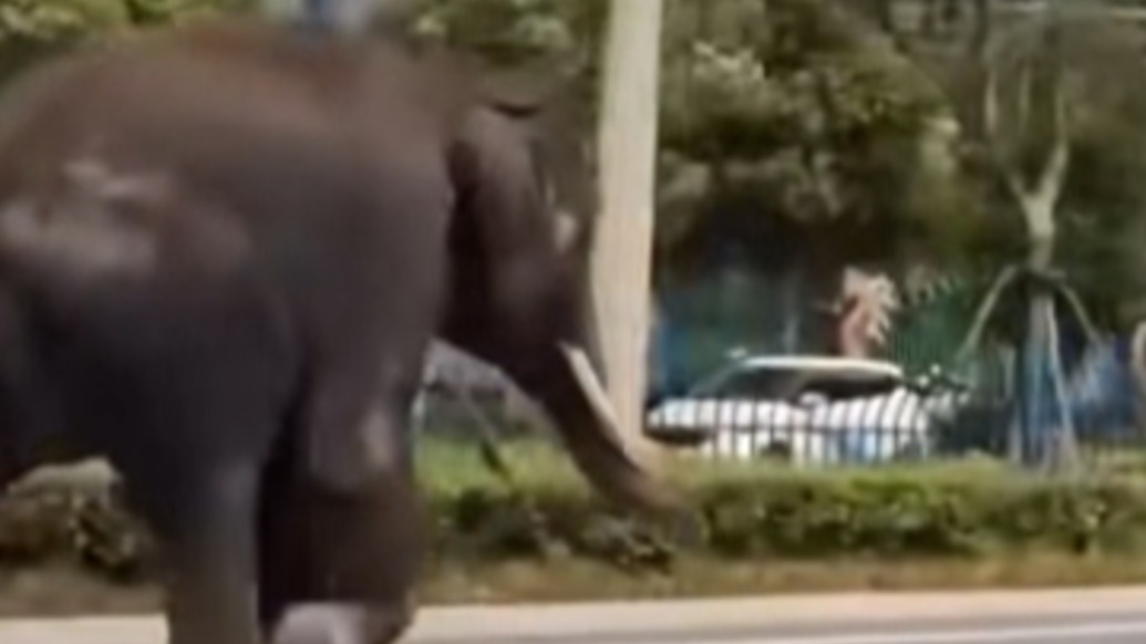 浙江湖州一頭大象上街溜達，飼養(yǎng)員用西瓜面包哄回游樂園